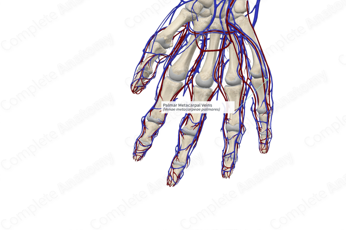 Palmar Metacarpal Veins Complete Anatomy