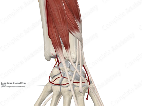 Dorsal Carpal Branch of Ulnar Artery 