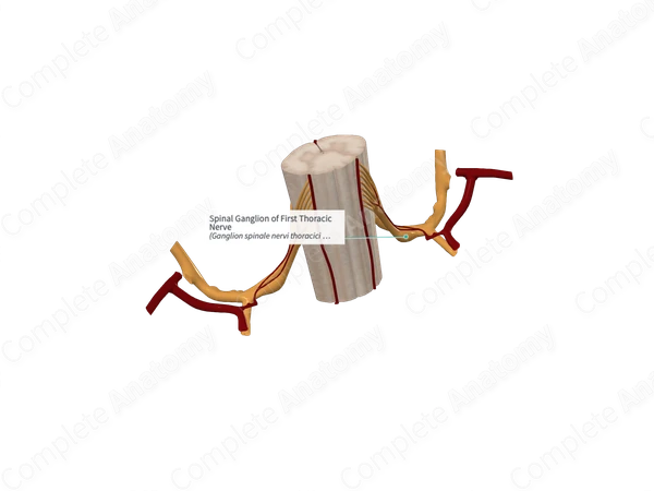 Spinal Ganglion of First Thoracic Nerve