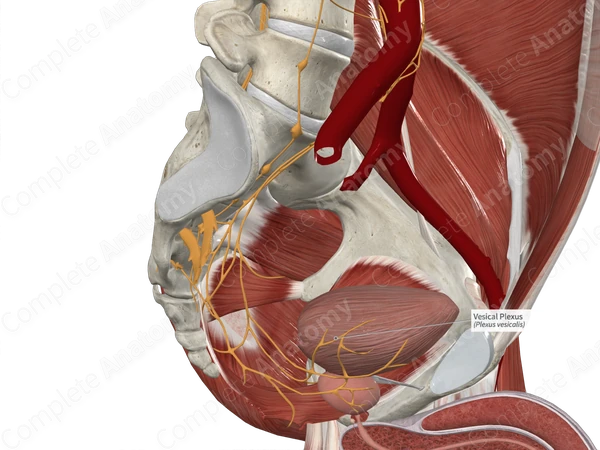 Vesical Plexus