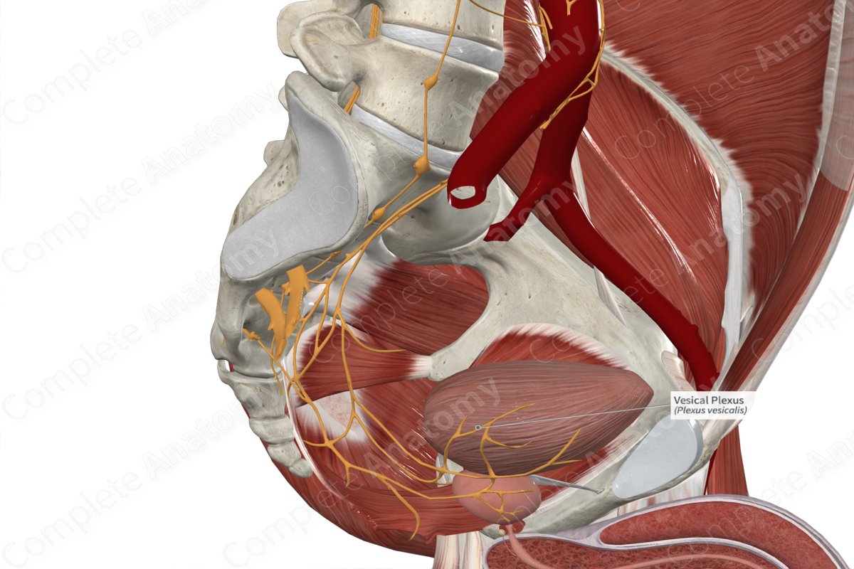 Vesical Plexus 