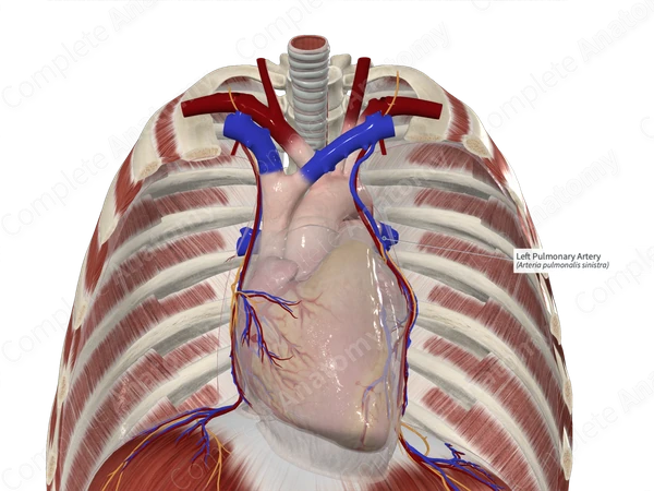 Left Pulmonary Artery
