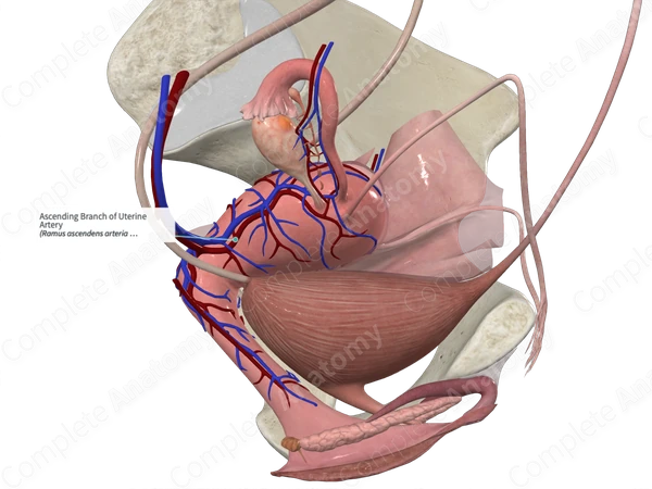 Ascending Branch of Uterine Artery
