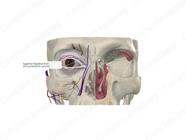 Superior Palpebral Arch