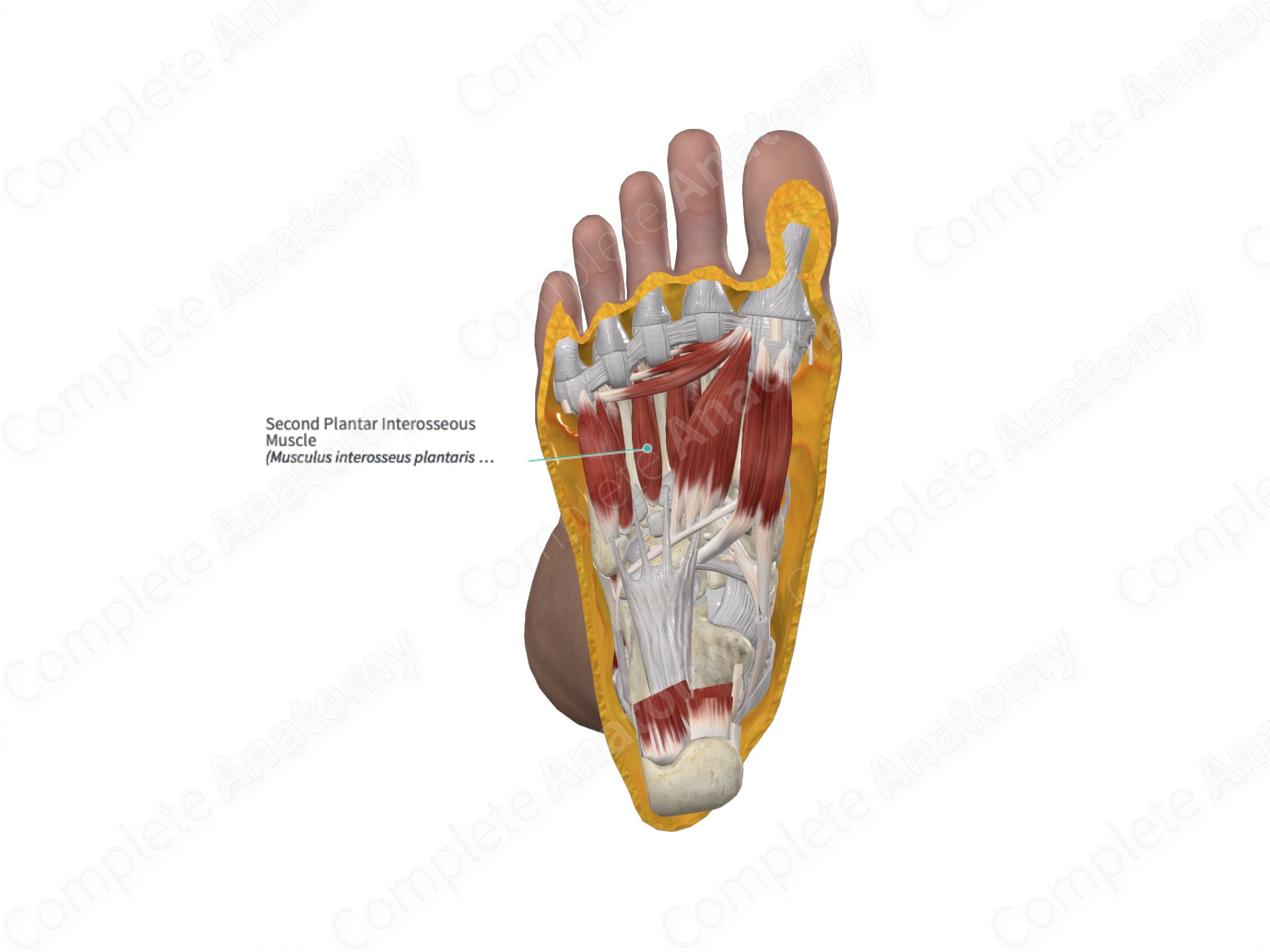 Second Plantar Interosseous Muscle | Complete Anatomy