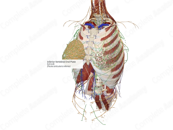 Inferior Vertebral End Plate (L3-L4)