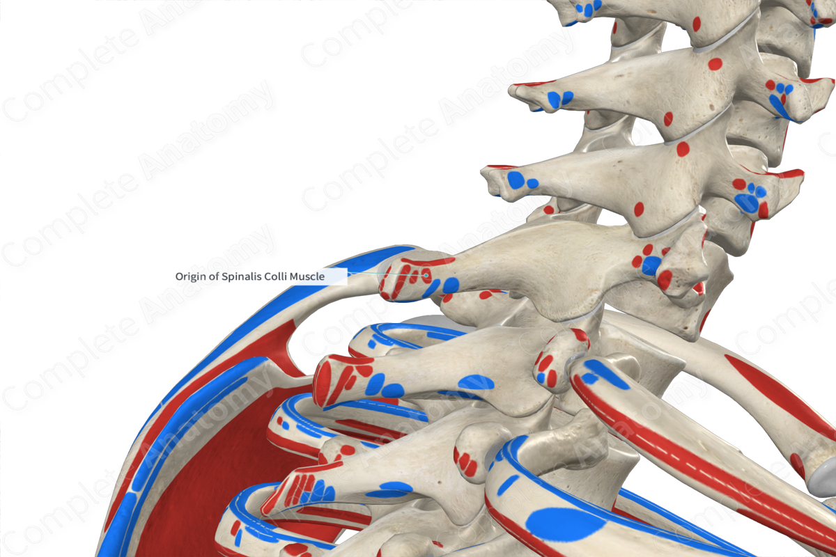 Origin of Spinalis Colli Muscle