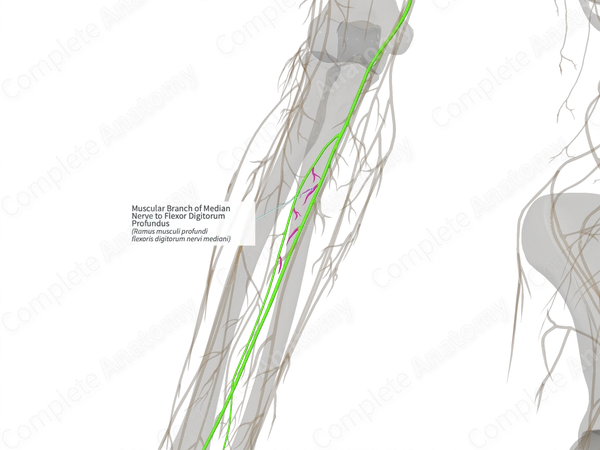 Muscular Branch of Median Nerve to Flexor Digitorum Profundus (Right)