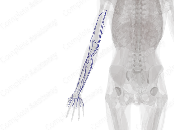 Deep Veins of Upper Limb (Left)