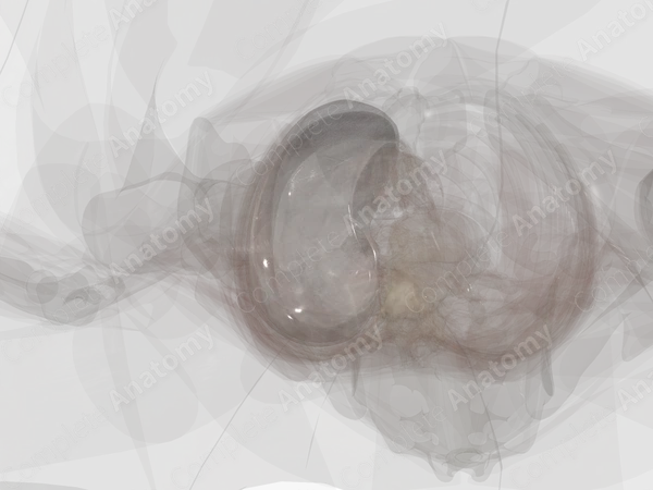 Pleura (Right Lung)