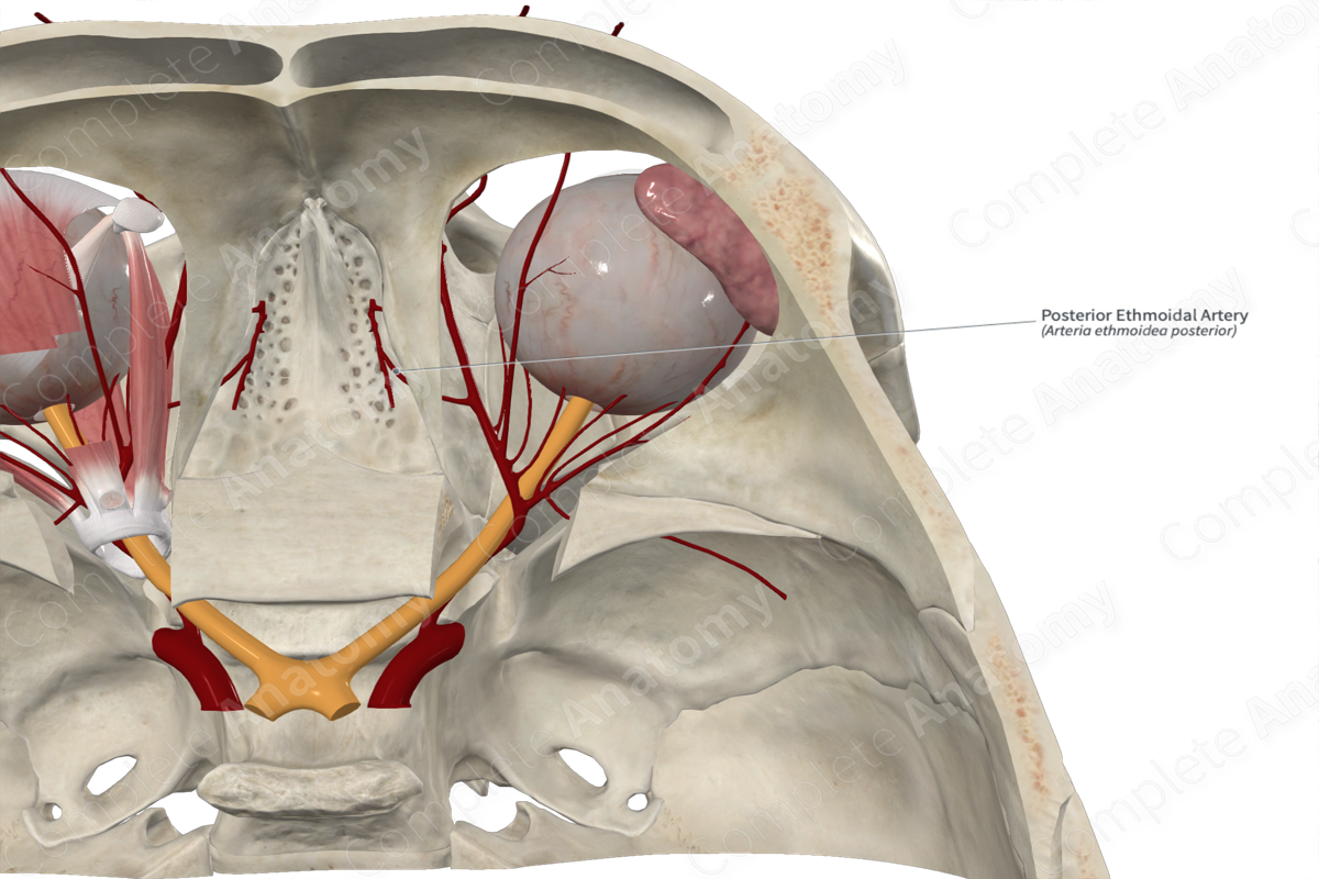 Posterior Ethmoidal Artery Complete Anatomy 7983