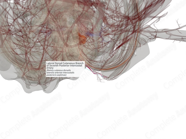 Lateral Dorsal Cutaneous Branch of Seventh Posterior Intercostal Artery (Right)