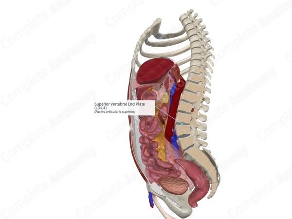 Superior Vertebral End Plate (L3-L4)
