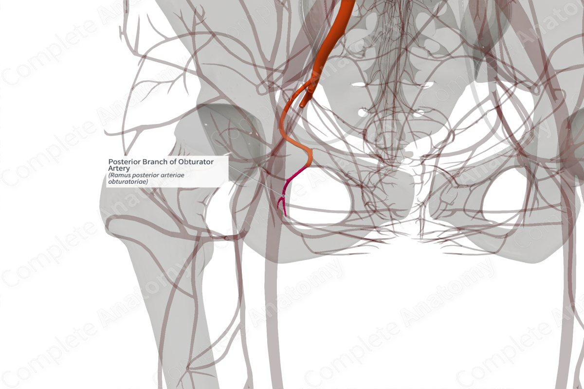 Posterior Branch of Obturator Artery (Right)