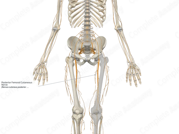 Posterior Femoral Cutaneous Nerve 