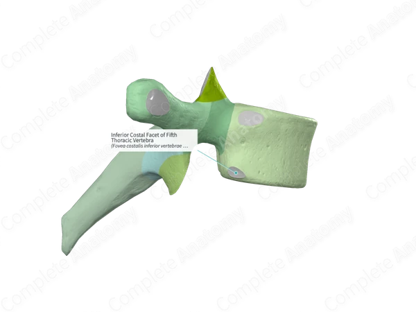 Inferior Costal Facet of Fifth Thoracic Vertebra