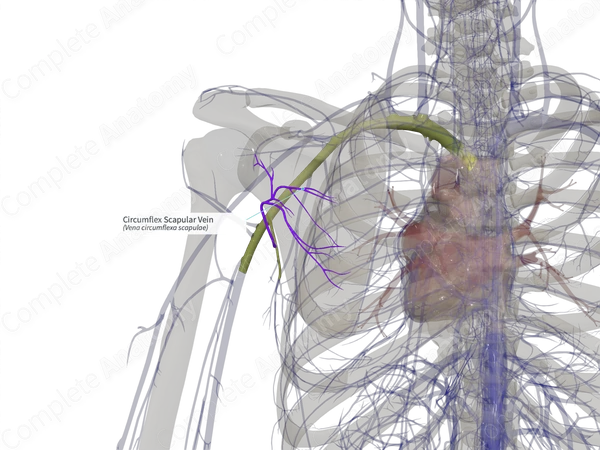 Circumflex Scapular Vein (Right)