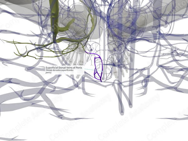 Superficial Dorsal Veins of Penis (Right)
