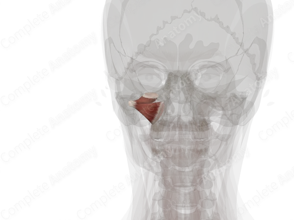 Lateral Pterygoid Muscle (Left)