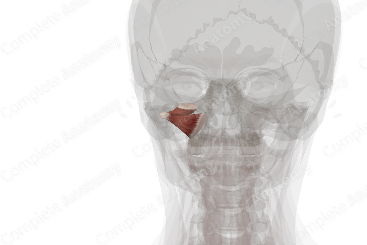 Lateral Pterygoid Muscle (Left)