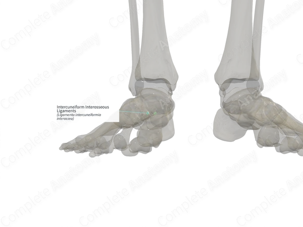 Intercuneiform Interosseous Ligaments (Left)