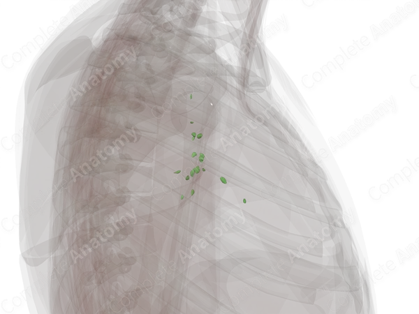 Pulmonary Lymph Nodes