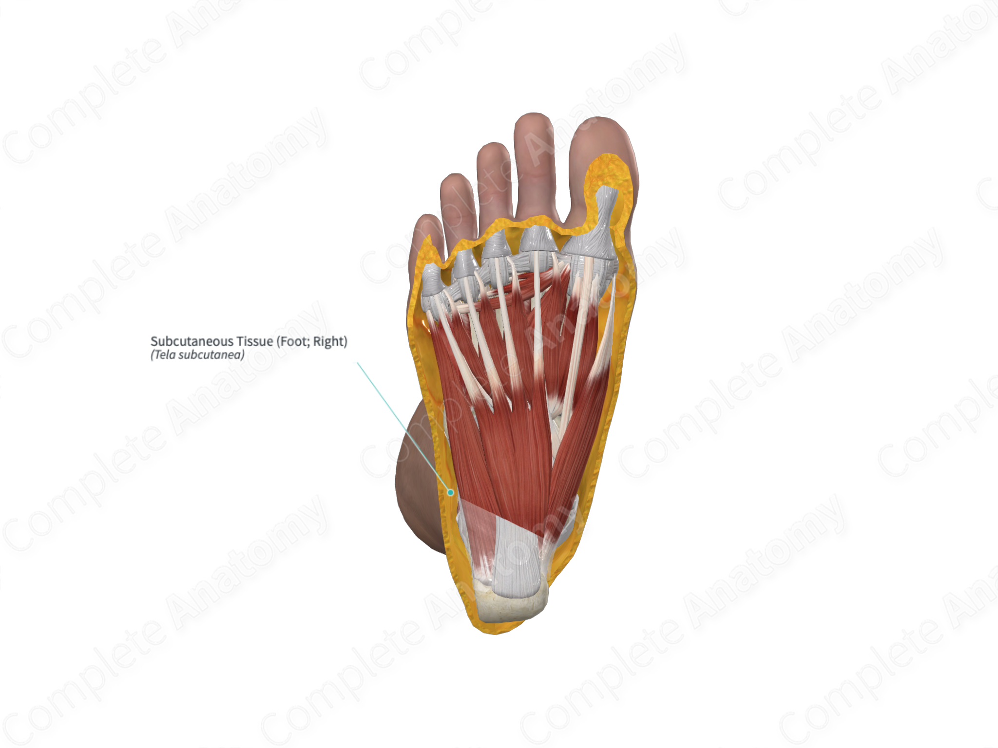 Subcutaneous Tissue (foot; Left) 