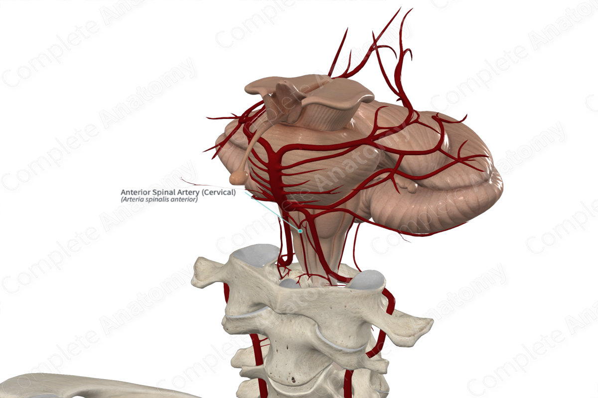 Anterior Spinal Artery (Cervical)