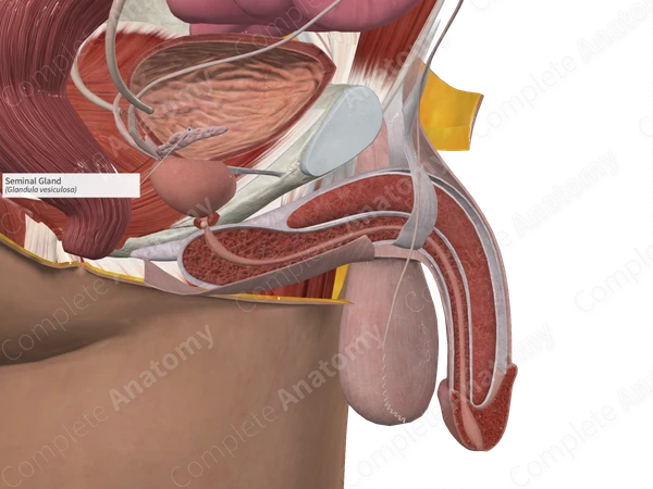 Seminal Gland