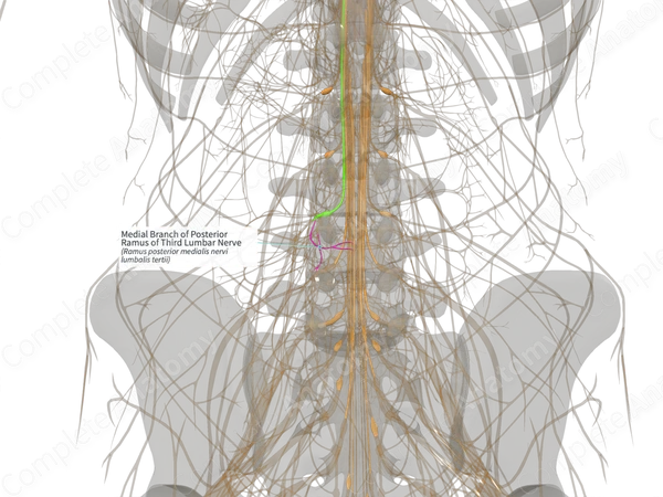 Medial Branch of Posterior Ramus of Third Lumbar Nerve (Left)