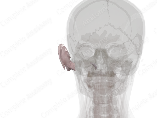 Connective Tissue of External & Middle Ear (Left)