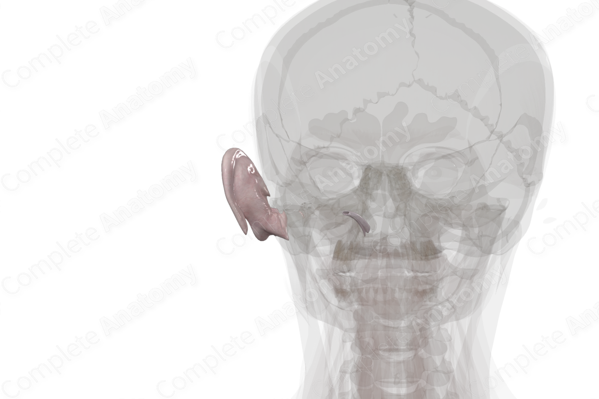 Connective Tissue of External & Middle Ear (Left)