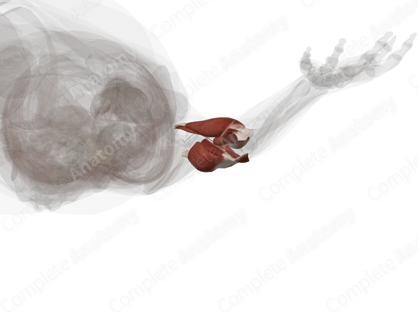 Muscles of Arm (Left)