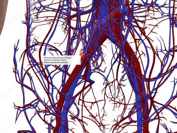 Omental Branches of Right Gastroomental Artery