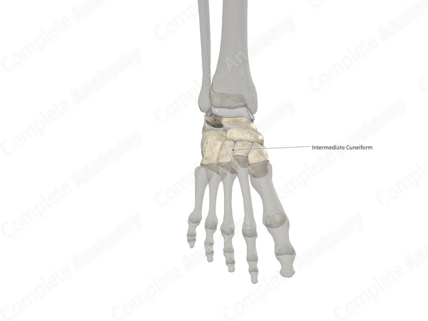 Intermediate Cuneiform Bone 