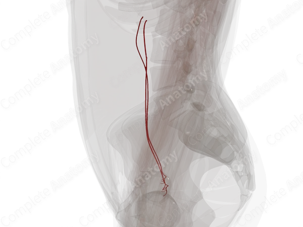 Arteries of Ovaries