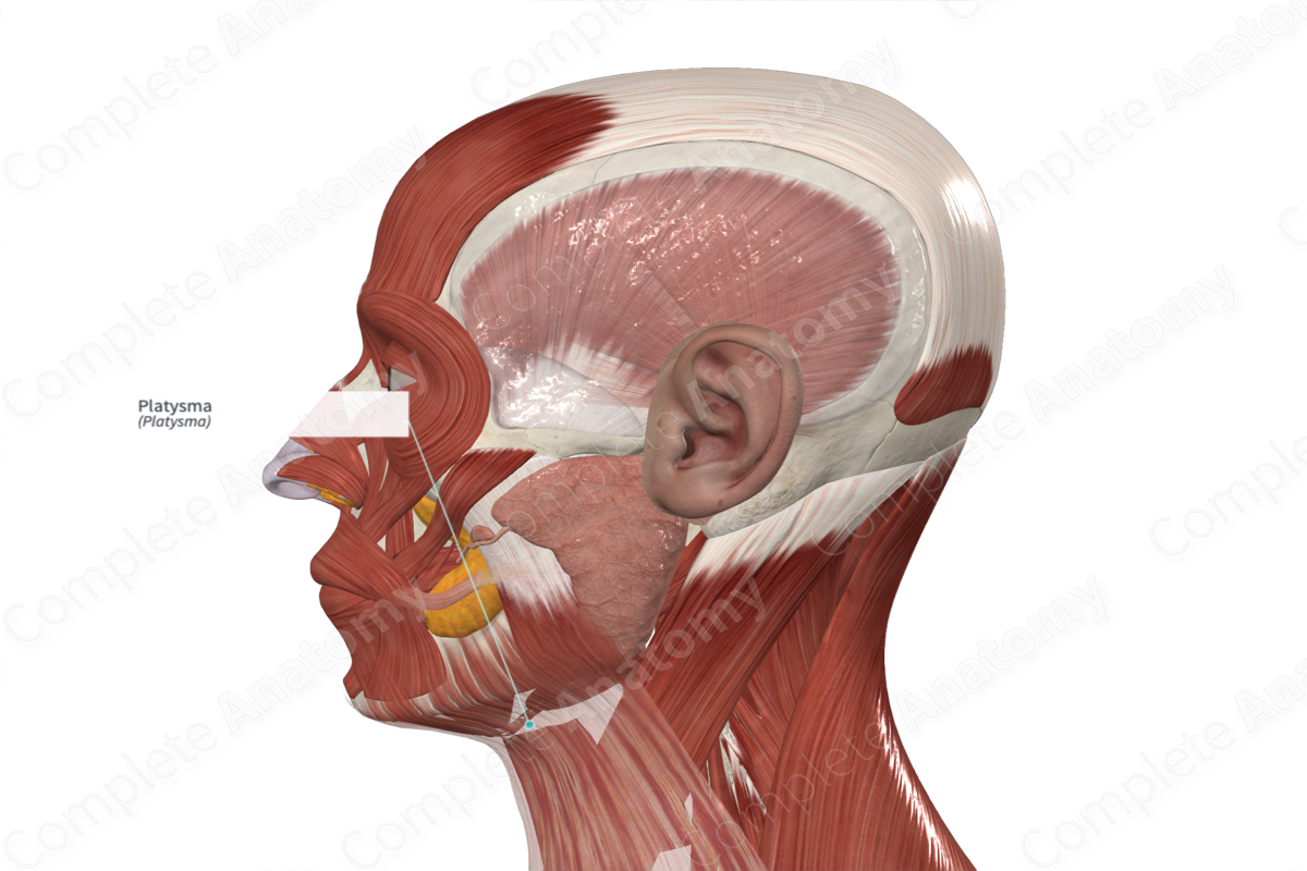 Platysma