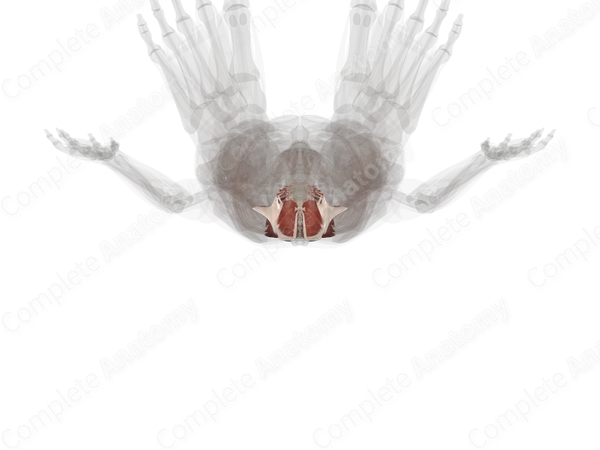 Intrinsic Muscles of Back