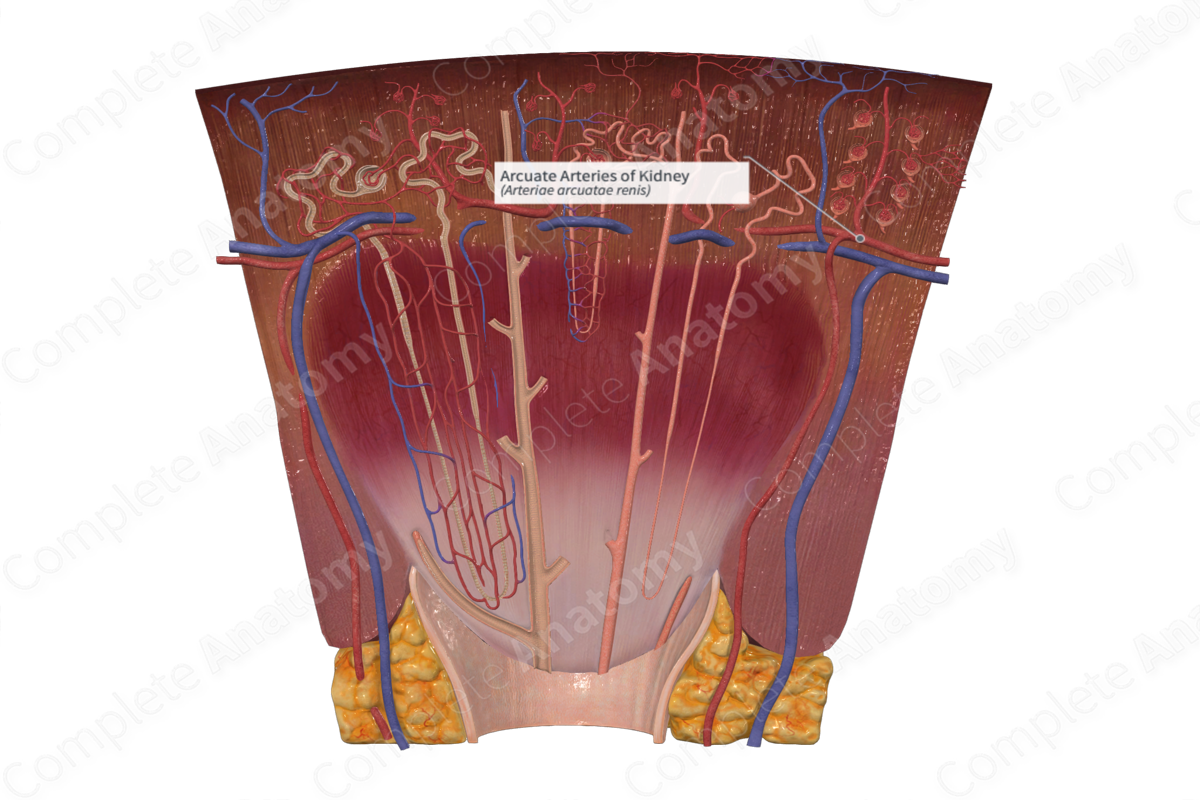 Arcuate Arteries of Kidney