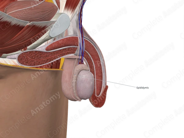 Epididymis