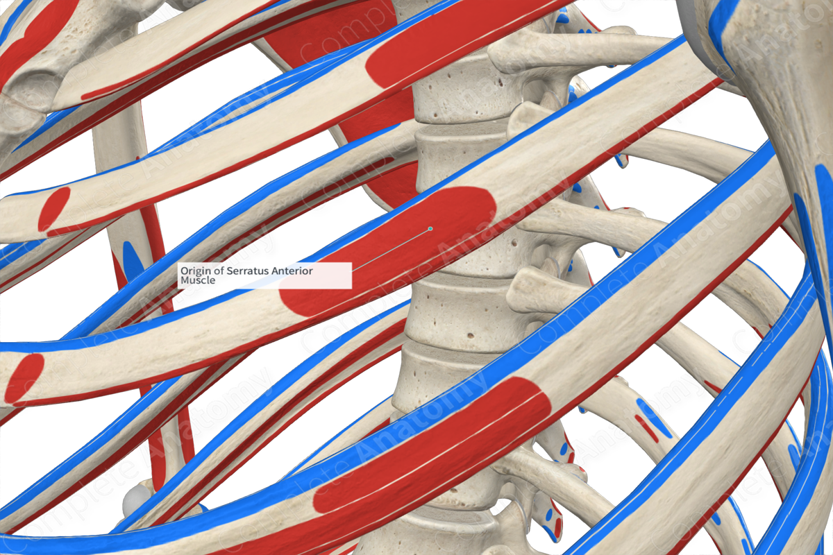 Origin of Serratus Anterior Muscle