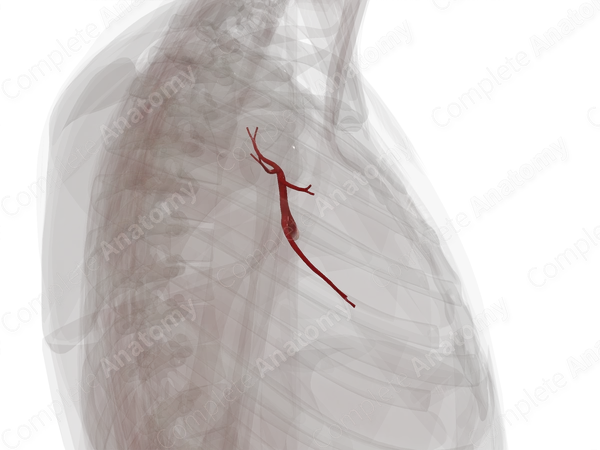 Pulmonary Veins of Superior and Middle Lobes of Right Lung