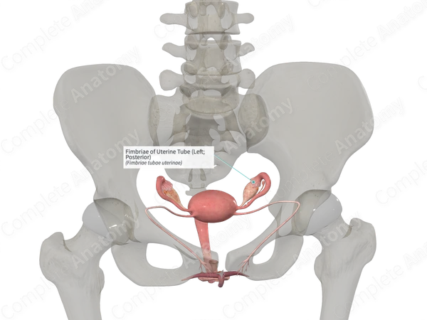 Fimbriae of Uterine Tube (Left; Posterior)