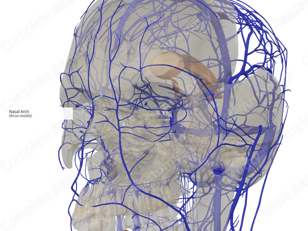Nasal Arch