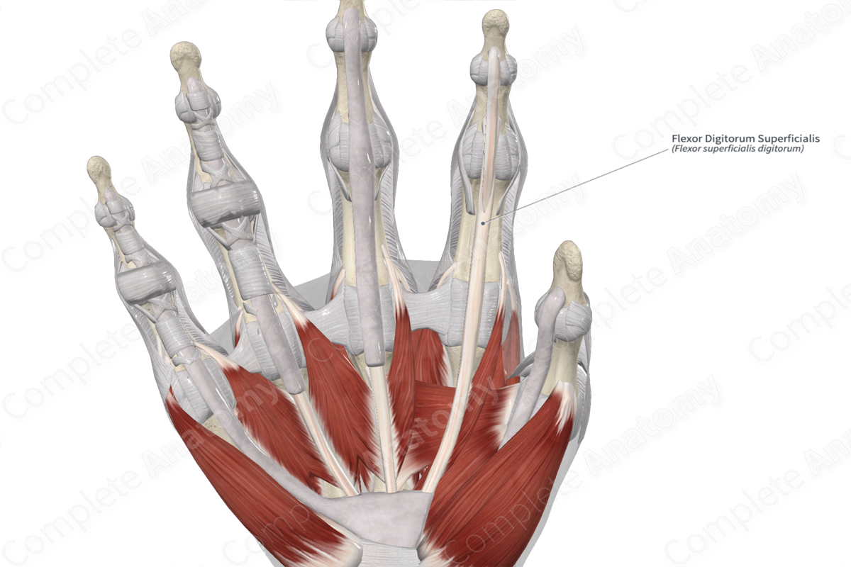 Flexor Digitorum Superficialis | Complete Anatomy