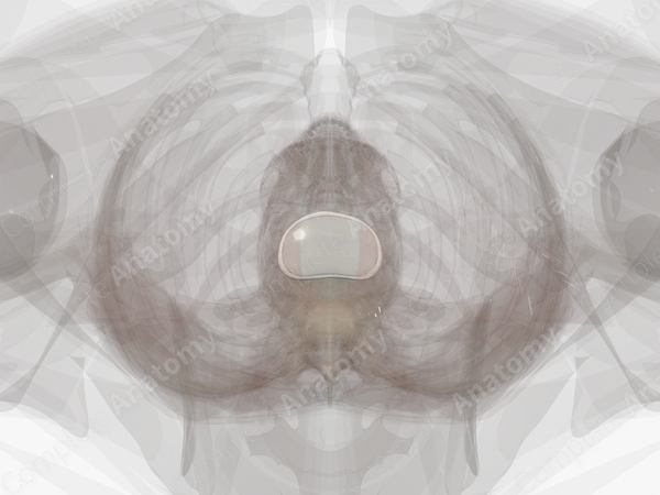 Intervertebral Symphysis (L2-L3)