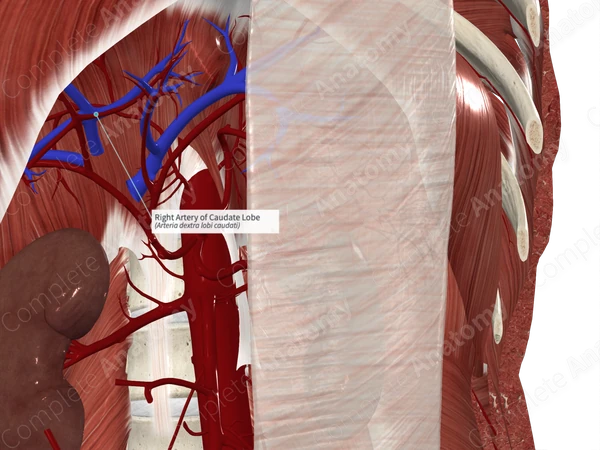 Right Artery of Caudate Lobe