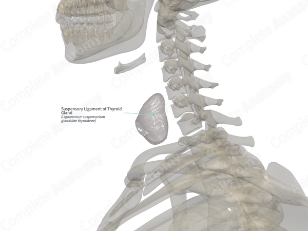 Suspensory Ligament of Thyroid Gland (Right)