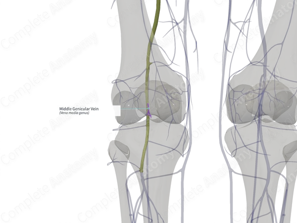 Middle Genicular Vein (Right)