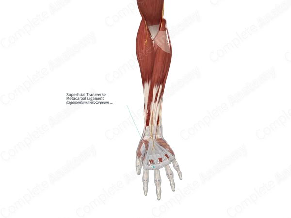 Superficial Transverse Metacarpal Ligament